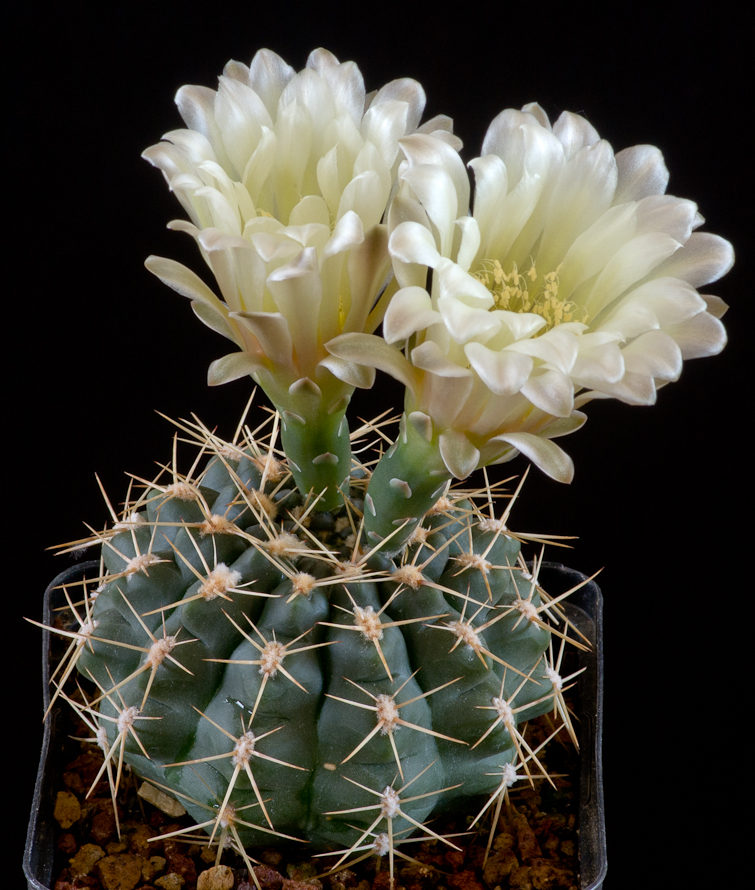 Gymnocalycium borthii BO 89